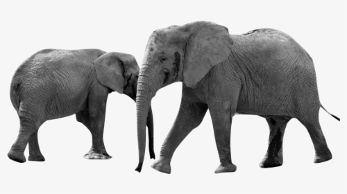 Grayscale Elephant Animals Africa - Diferencia Entre Elefante Y Mamut, HD Png Download, Free Download