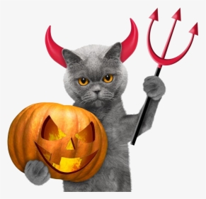 Halloween Cat Wallpaper, HD Png Download, Free Download