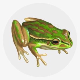 Rainbow Frog Png , Png Download - Green And Golden Bell Frog Png, Transparent Png, Free Download