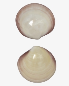 4 Tiger Clam Pair Polished Shells 3-4" - Baltic Clam, HD Png Download, Free Download