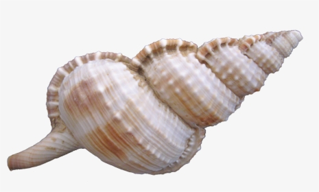 Transparent Conch Clipart - Sea Shell Png, Png Download, Free Download