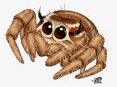 Spider Clipart Drawn - Cute Jumping Spider Drawing, HD Png Download, Free Download