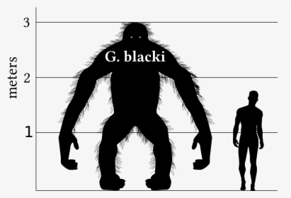 Gigantopithecus Blacki, HD Png Download, Free Download