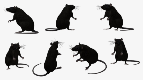 Black Rat Animal Muroidea Silhouette - Rat Silhouettes Png, Transparent Png, Free Download