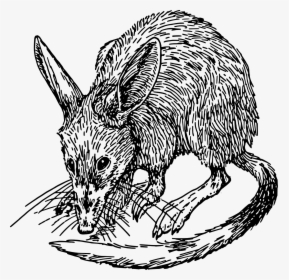 Drawing Of A Bandicoot, HD Png Download, Free Download