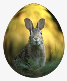 Transparent Cottontail Clipart - Loire Valley Fauna And Flora, HD Png Download, Free Download
