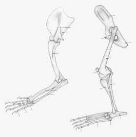 Panthera Leo Limbs - Limbs Png, Transparent Png, Free Download