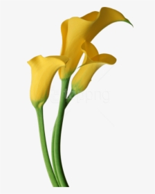Free Png Download Yellow Transparent Calla Lilies Flowers - Yellow Calla Lily Clipart, Png Download, Free Download