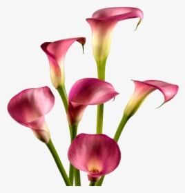 Calla Lily , Png Download - Lily, Transparent Png, Free Download