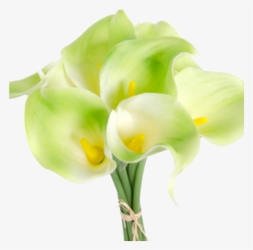 Calla Lilies Flowers Png Clipart - Giant White Arum Lily, Transparent Png, Free Download