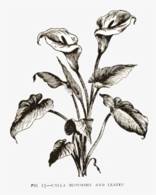 Calla Lily Clipart Vintage - Calla Lily Black Drawing, HD Png Download, Free Download