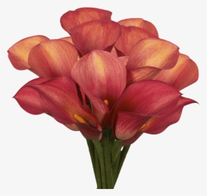 Premium Burgundy Red Calla Lily Flowers - Tulip, HD Png Download, Free Download