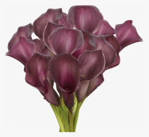 Fresh Purple Calla Lily Flowers - Giant White Arum Lily, HD Png Download, Free Download