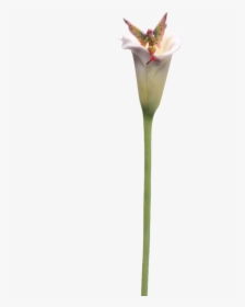 Calla Lily Stem Flitty Fairy Flower - Arum, HD Png Download, Free Download