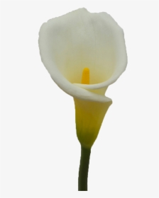 Giant White Arum Lily, HD Png Download, Free Download