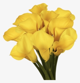 Beautiful Golden Yellow Calla Lily Flowers - Tulip, HD Png Download, Free Download