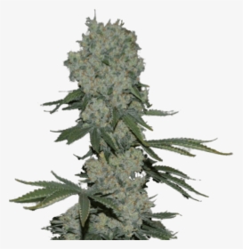 Enemy Of The State Feminised Seeds"  Title="enemy Of - Enemy Of The State Weed, HD Png Download, Free Download