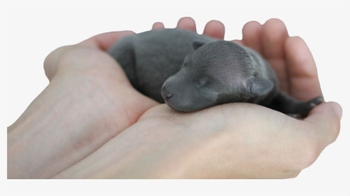 Cute Puppy Newborn Baby Dog Sleep Hand Mammal Transparent - Companion Dog, HD Png Download, Free Download