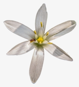 Clipart Star Of Bethlehem Vector Black And White Star - Star Of Bethlehem Flower Png, Transparent Png, Free Download