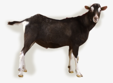 Nl/abc/upload/bokfoto1 Zion - Goat, HD Png Download, Free Download