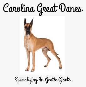 Picture - Great Dane, HD Png Download, Free Download