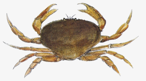 Crab Santa Monica Seafood Seafood Guide - Dungeness Crab, HD Png Download, Free Download