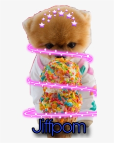 Jiffpom Cutest, HD Png Download, Free Download