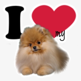 #iheart #dog #pomskyart #pomeranian #pomeranians - Pomeranian, HD Png Download, Free Download