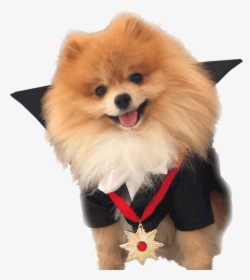 Pomeranian Dog, Home, Prince The Pomeranian - German Spitz Mittel, HD Png Download, Free Download