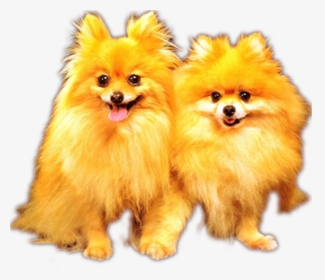Picture Freeuse German Spitz Alaskan Malamute Puppy - Animal That Is Hairy Fur, HD Png Download, Free Download