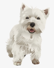 Westie Drawing Pomeranian - West Highland White Terrier Vector, HD Png Download, Free Download