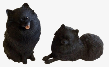 Pomeranian, HD Png Download, Free Download