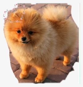 #cute #pomeranian #dog #cute #amazing - Cachorro De R$ 300, HD Png Download, Free Download