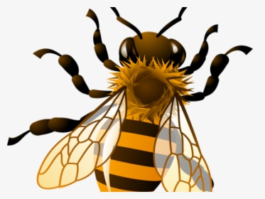 Bees Clipart Four - Transparent Background Honey Bee Clipart, HD Png Download, Free Download