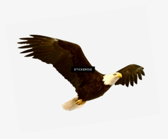 Bald Eagle Birds - Positive Lisa Nichols Quotes, HD Png Download, Free Download