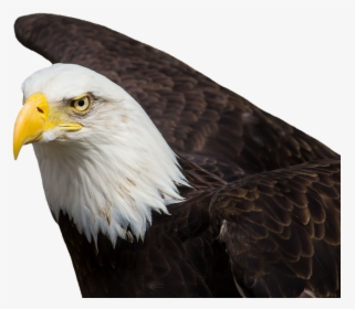 Aguilas Png, Transparent Png, Free Download