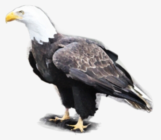 Bald Eagle, HD Png Download, Free Download