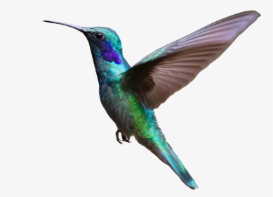 About Us Portal Caribbean - Transparent Background Flying Transparent Birds, HD Png Download, Free Download