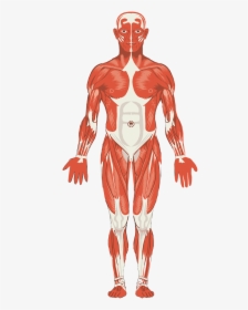 Skeletal Muscle Clipart Png, Transparent Png, Free Download