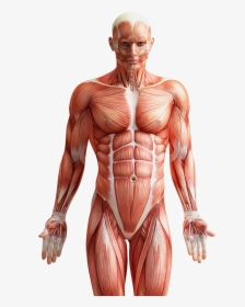 Muscle Fibers In Men Png Download Six Pack Abs Anatomy Transparent Png Kindpng - transparent 6 pack abs light roblox