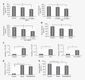 Drp1 Skeletal Muscle Fasting, HD Png Download, Free Download