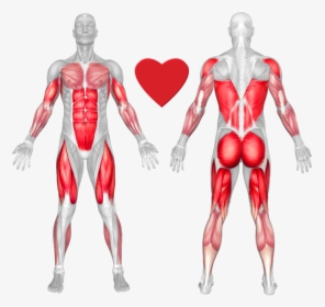 Muscles Do Deadlifts Work , Png Download - Rack Deadlift Muscles Worked, Transparent Png, Free Download