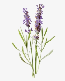#lavanda #flores #morado #vintage #flower #antiguo - Lavender Botanical Illustration, HD Png Download, Free Download