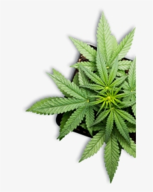 Marijuana Plant - Cannabis, HD Png Download, Free Download