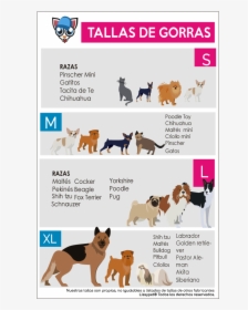 Tallas Gorras Para Perro Lissypet - Dog Licks, HD Png Download, Free Download