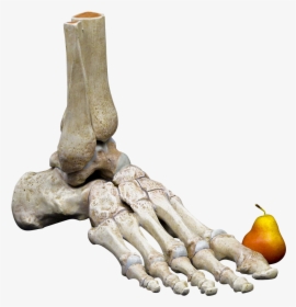 Foot Skeleton Png, Transparent Png, Free Download