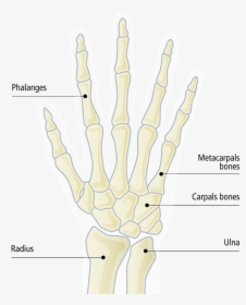 Radiography, HD Png Download, Free Download