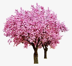 Transparent Cherry Tree Png - Red Bud, Png Download, Free Download