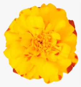 Mexican Marigold Flower Plant - Transparent Marigold Flower Png, Png Download, Free Download