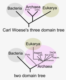 Two Domain Tree - Eocyte Hypothesis, HD Png Download, Free Download